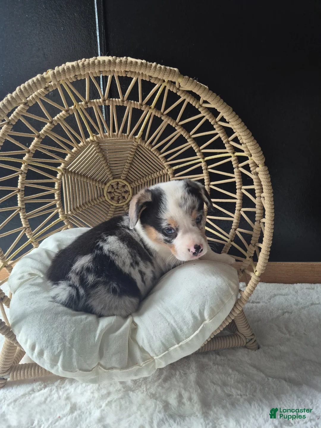 Welsh Corgi Pembroke dogs for sale: Otis - Ad 1