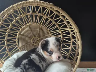 Welsh Corgi Pembroke dogs for sale: Otis - Ad 2