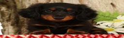 Miniature Dachshund dogs for sale: Thumper - Ad 1