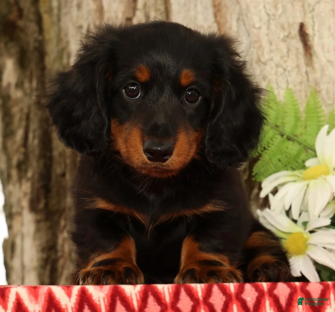 Miniature Dachshund dogs for sale: Thumper - Ad 1