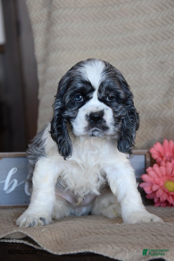 English Cocker Spaniel dogs Leslie - Ad 5