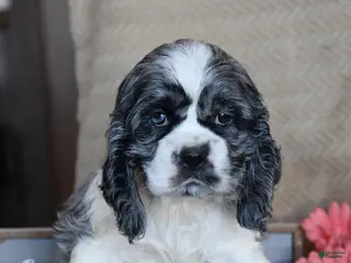 English Cocker Spaniel dogs Leslie - Ad 5