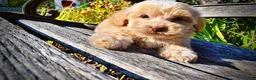 Havapoo dogs for sale: Loki-Sale!!! - Ad 4