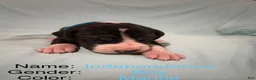 Great Dane dogs for sale: Independence - Ad 1
