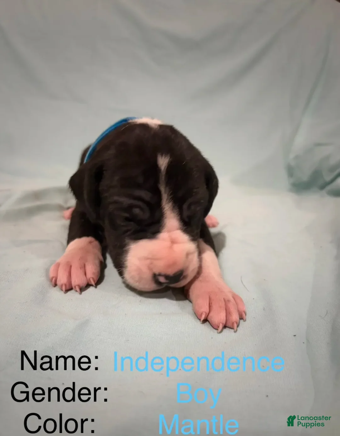 Great Dane dogs for sale: Independence - Ad 1