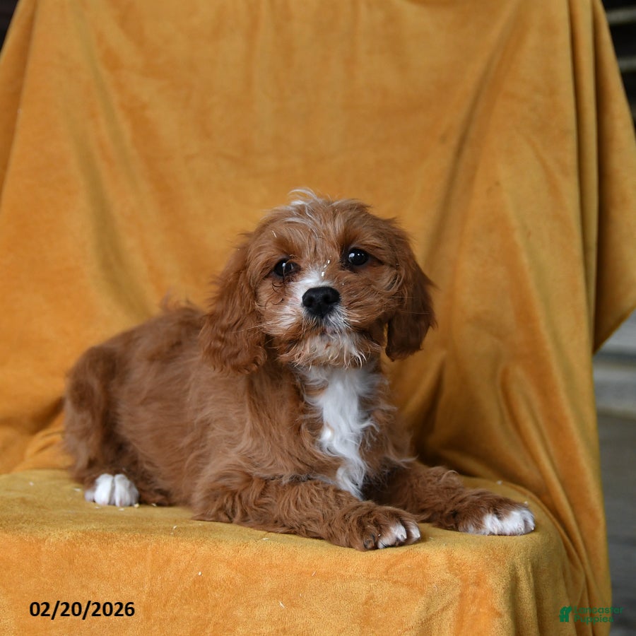 Cavapoo dogs Glitter - Ad 2