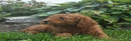 Mini Goldendoodle dogs for sale: Norman - Ad 3