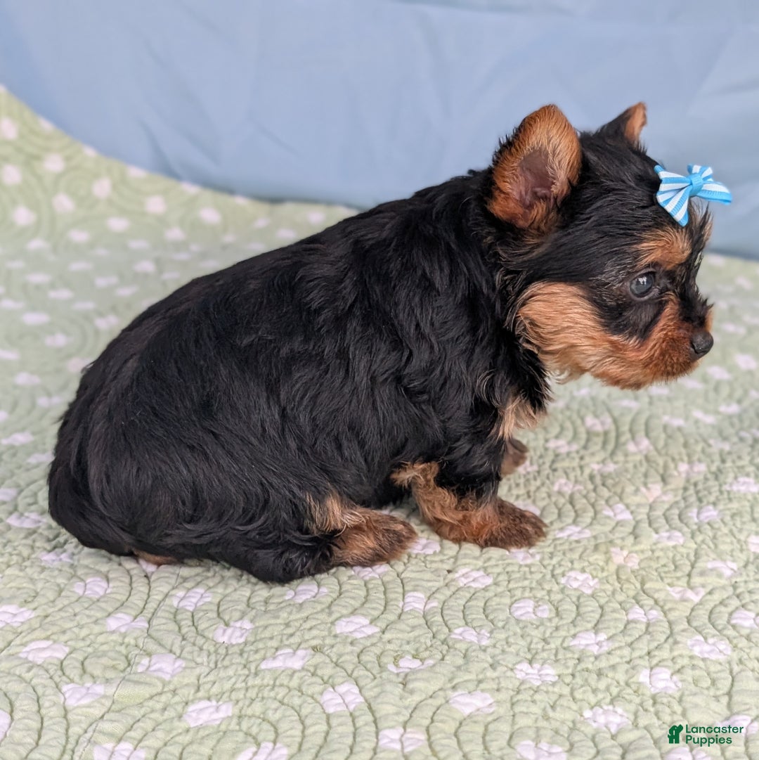 Yorkshire Terrier dogs for sale: Toffee - Ad 8