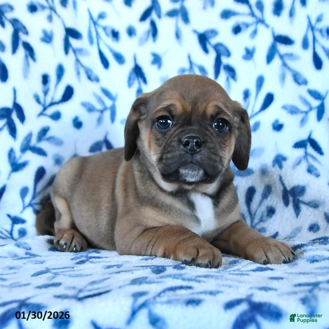 Puggle dogs for sale: Snickers  - Ad 3