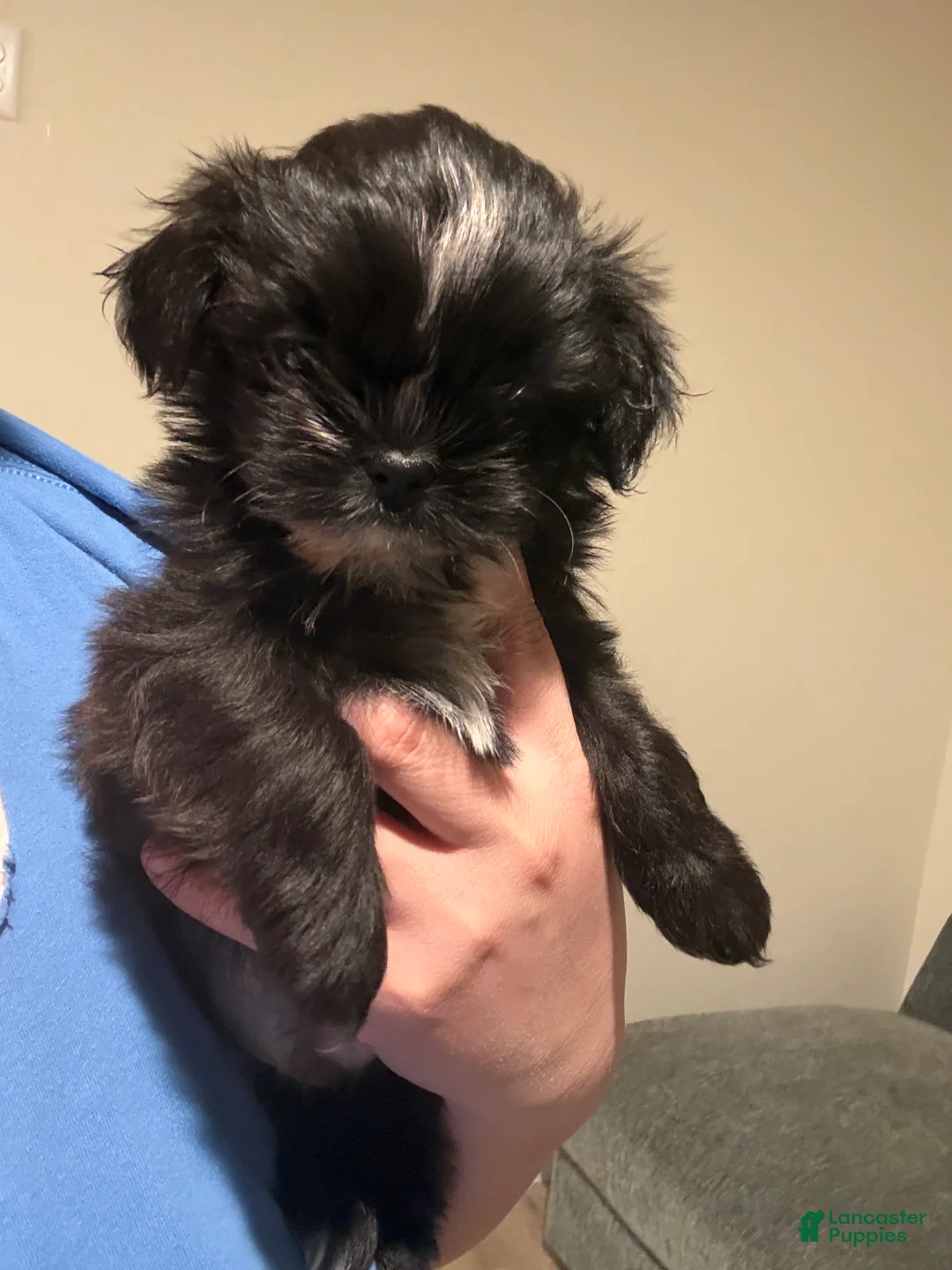 Shih Tzu dogs for sale: Shih Tzu Puppy 4 - Ad 2