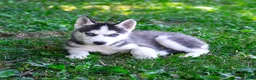 Alaskan Husky dogs for sale: Alyssa - Ad 3