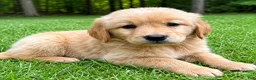 Golden Retriever dogs for sale: Golden Retriever puppy male - Ad 5