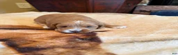 Cockapoo dogs for sale: Shay - Ad 1