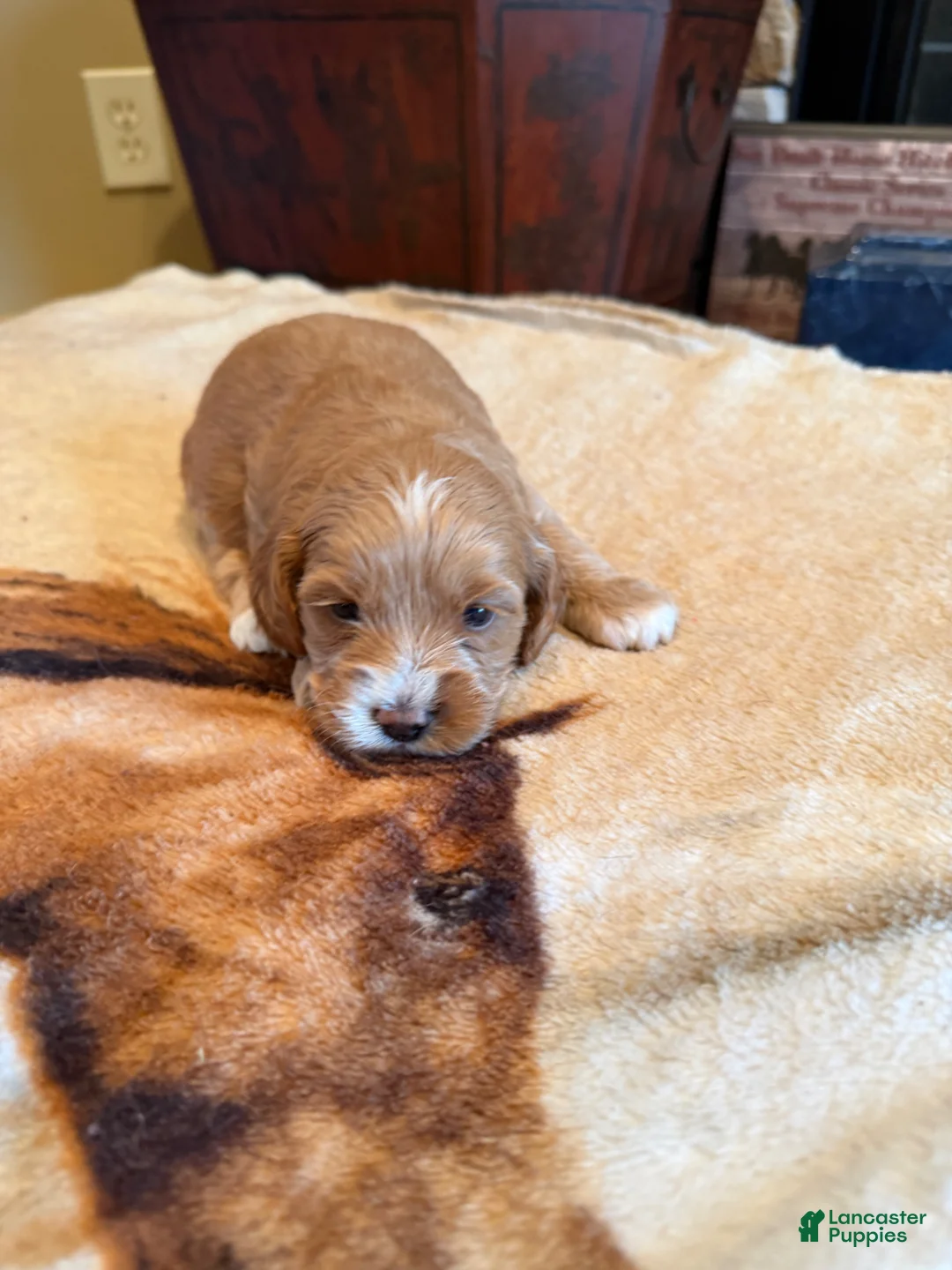 Cockapoo dogs for sale: Shay - Ad 1