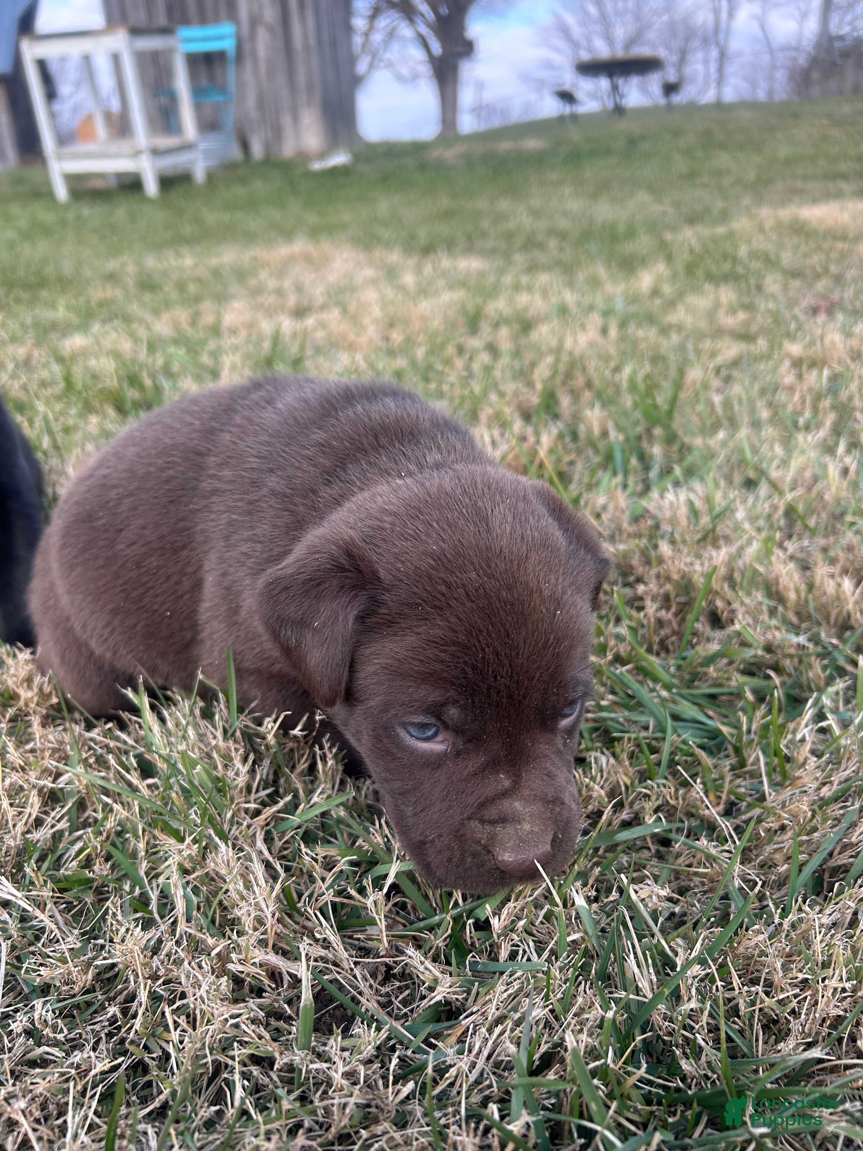 Labrador Retriever dogs Labrador Retriever Puppy 7 - Ad 23