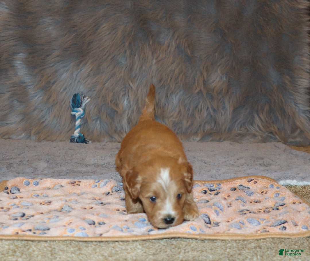 Mini Goldendoodle dogs for sale: Winslow 💙👨‍👨‍👧‍👦💞🐕 - Ad 7