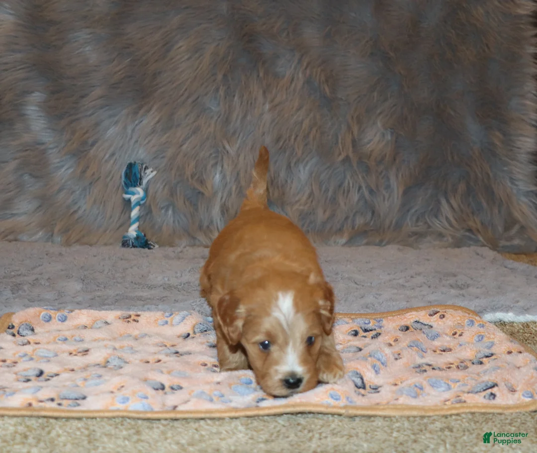 Mini Goldendoodle dogs for sale: Winslow 💙 Genetic Clear Parents - Ad 10