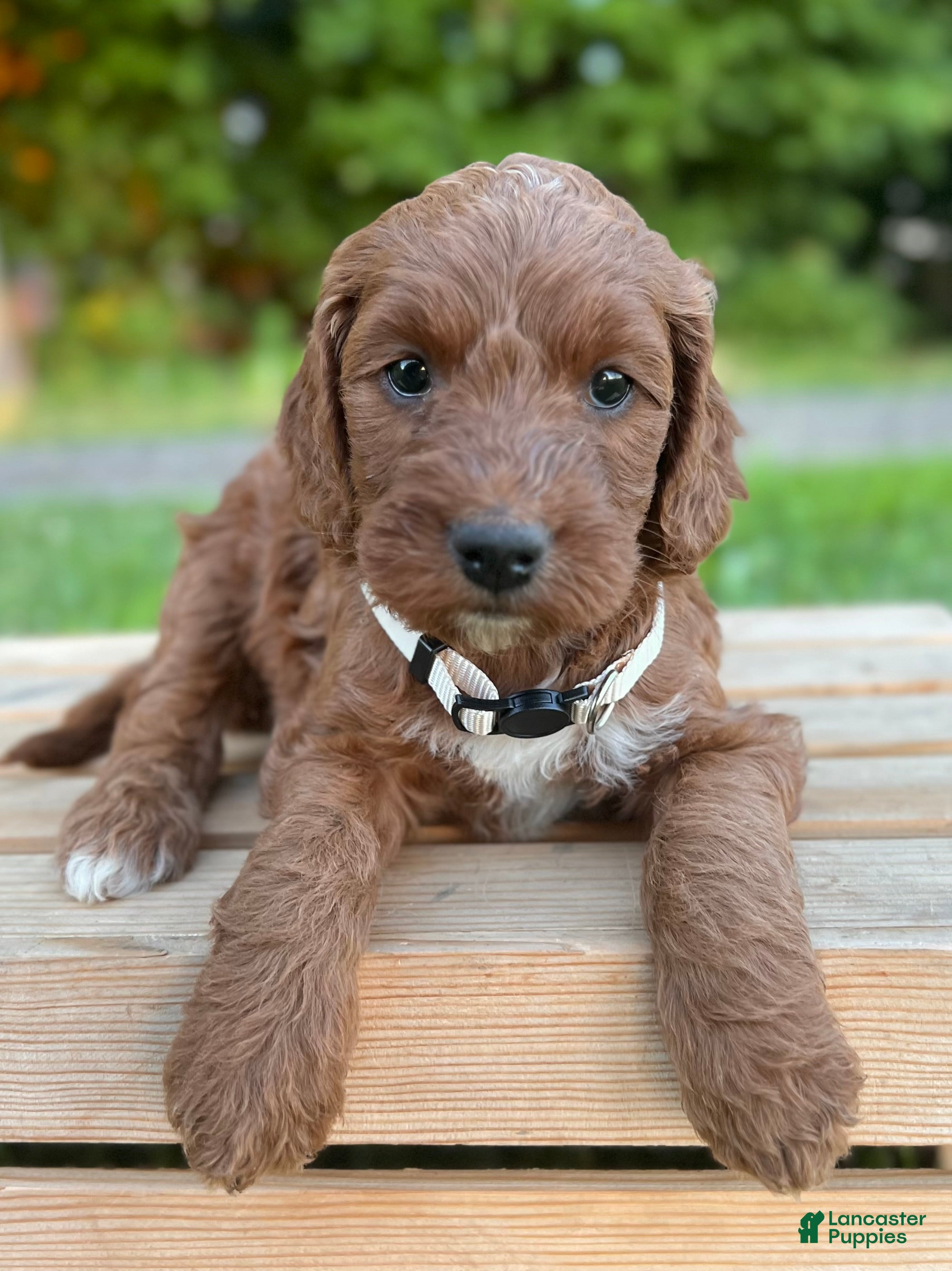 Irish Doodle dogs Juniper - Ad 2