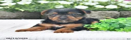 Yorkshire Terrier dogs for sale: Andy - Ad 4