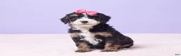 Mini Bernedoodle dogs for sale: Paris - Ad 1