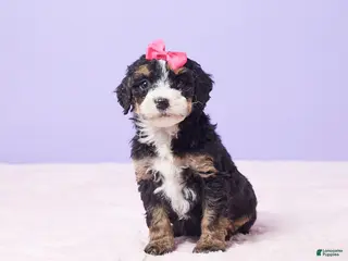 Mini Bernedoodle dogs Paris - Ad 6