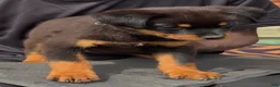 Rottweiler dogs for sale:  DD  - Ad 4