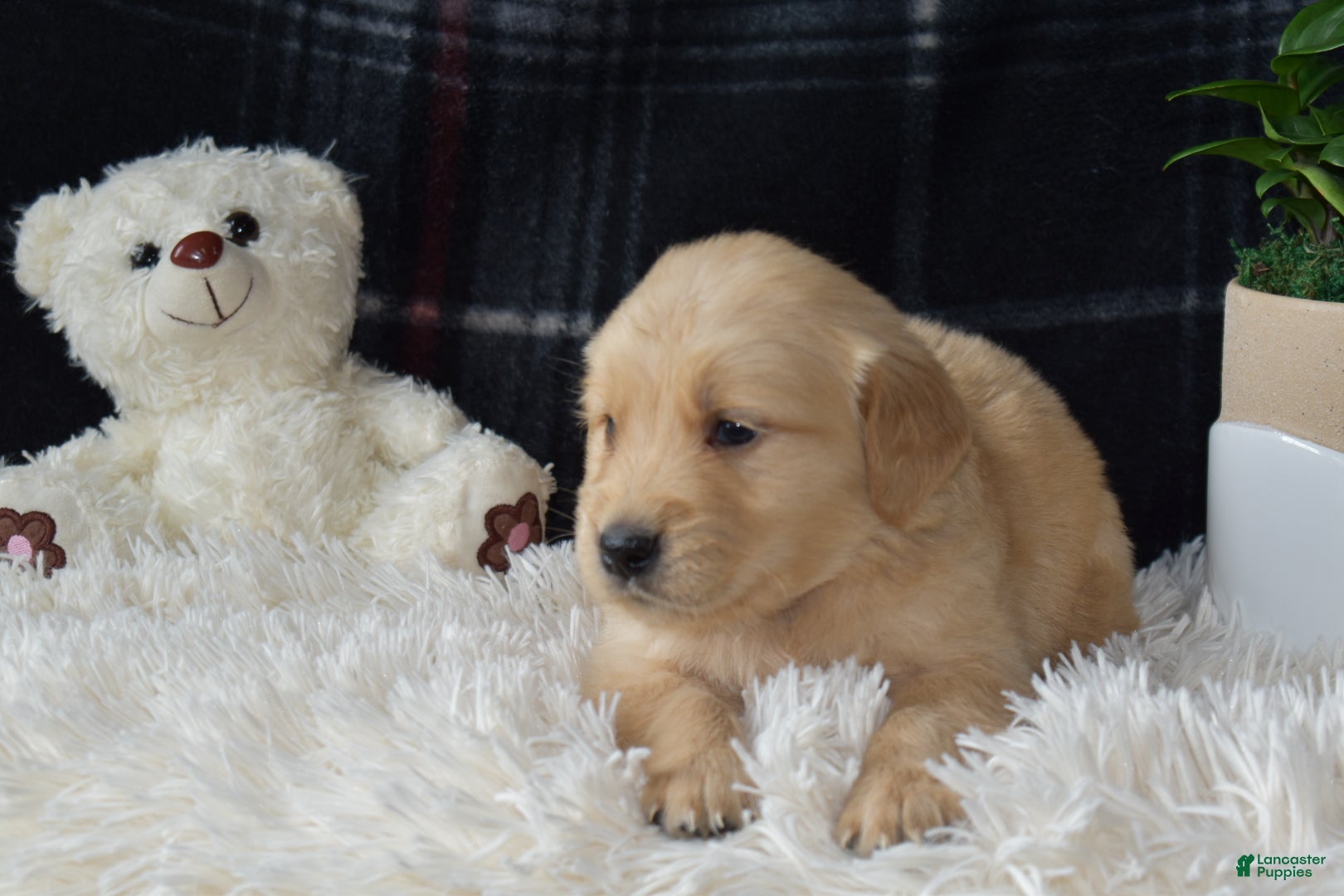 Golden Retriever dogs Lado - Ad 20