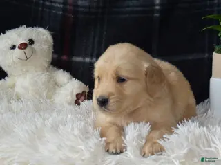 Golden Retriever dogs Lado - Ad 20