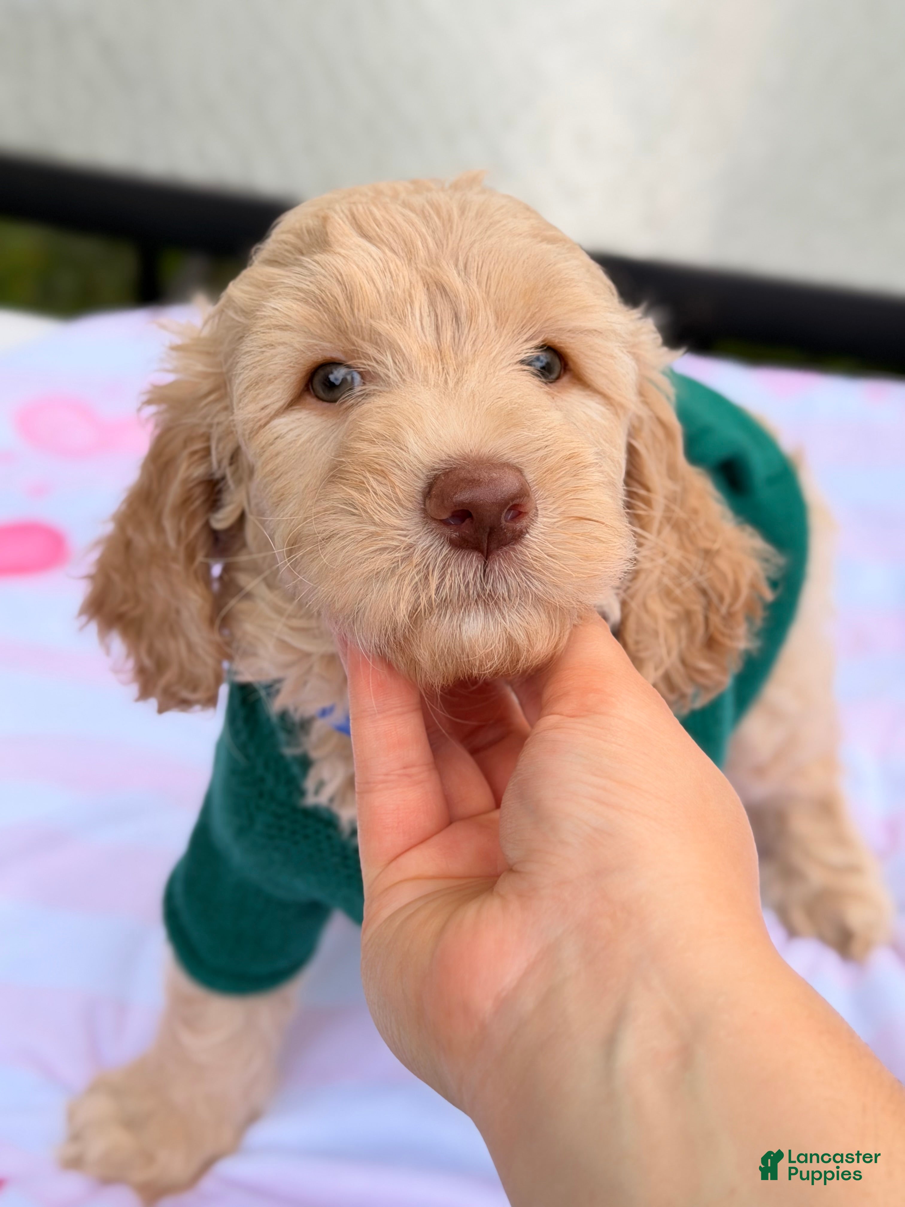 Goldendoodle dogs Aspen - Ad 2