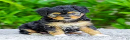 Mini Aussiedoodle dogs for sale: Whitney - Ad 2