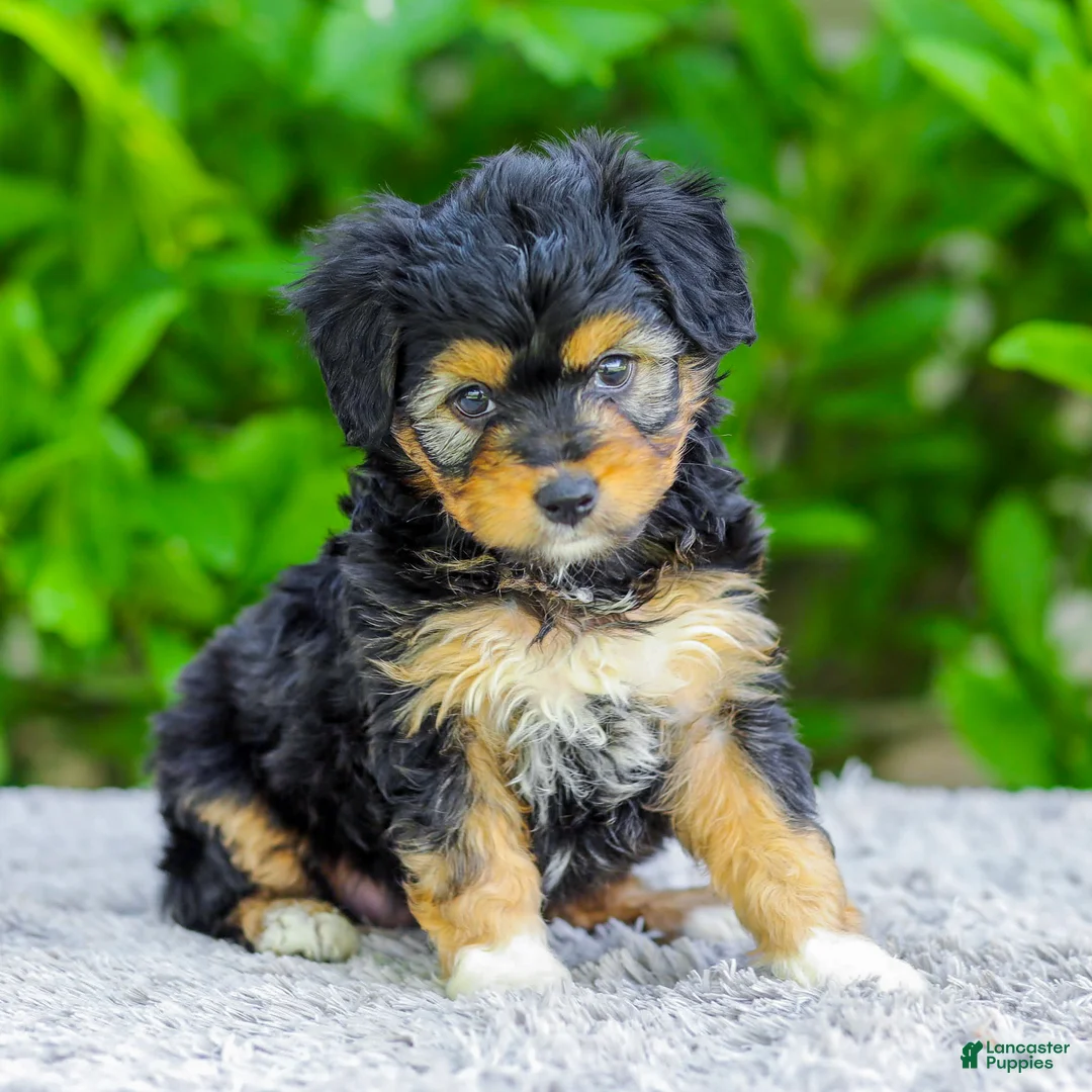 Mini Aussiedoodle dogs for sale: Whitney - Ad 2