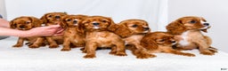 Cavalier King Charles Spaniel dogs for sale: Candy Cane - Ad 14