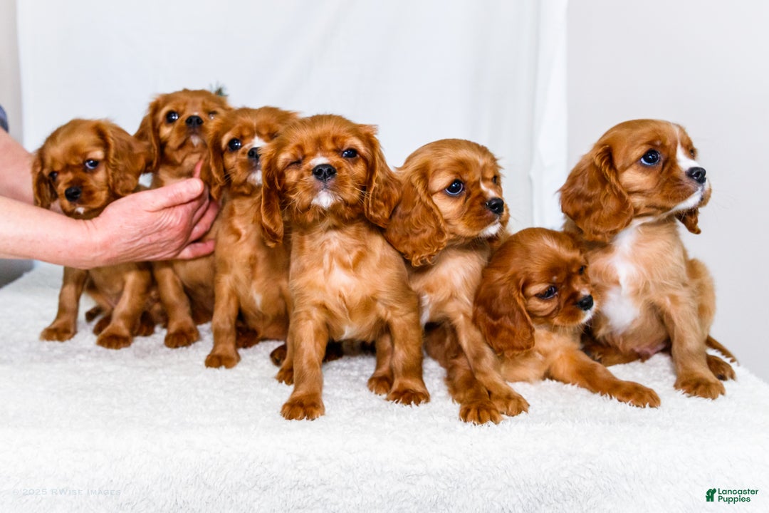 Cavalier King Charles Spaniel dogs for sale: Candy Cane - Ad 14