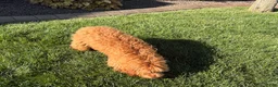 Cavapoo dogs for sale: Lyndon F1b  - Ad 7