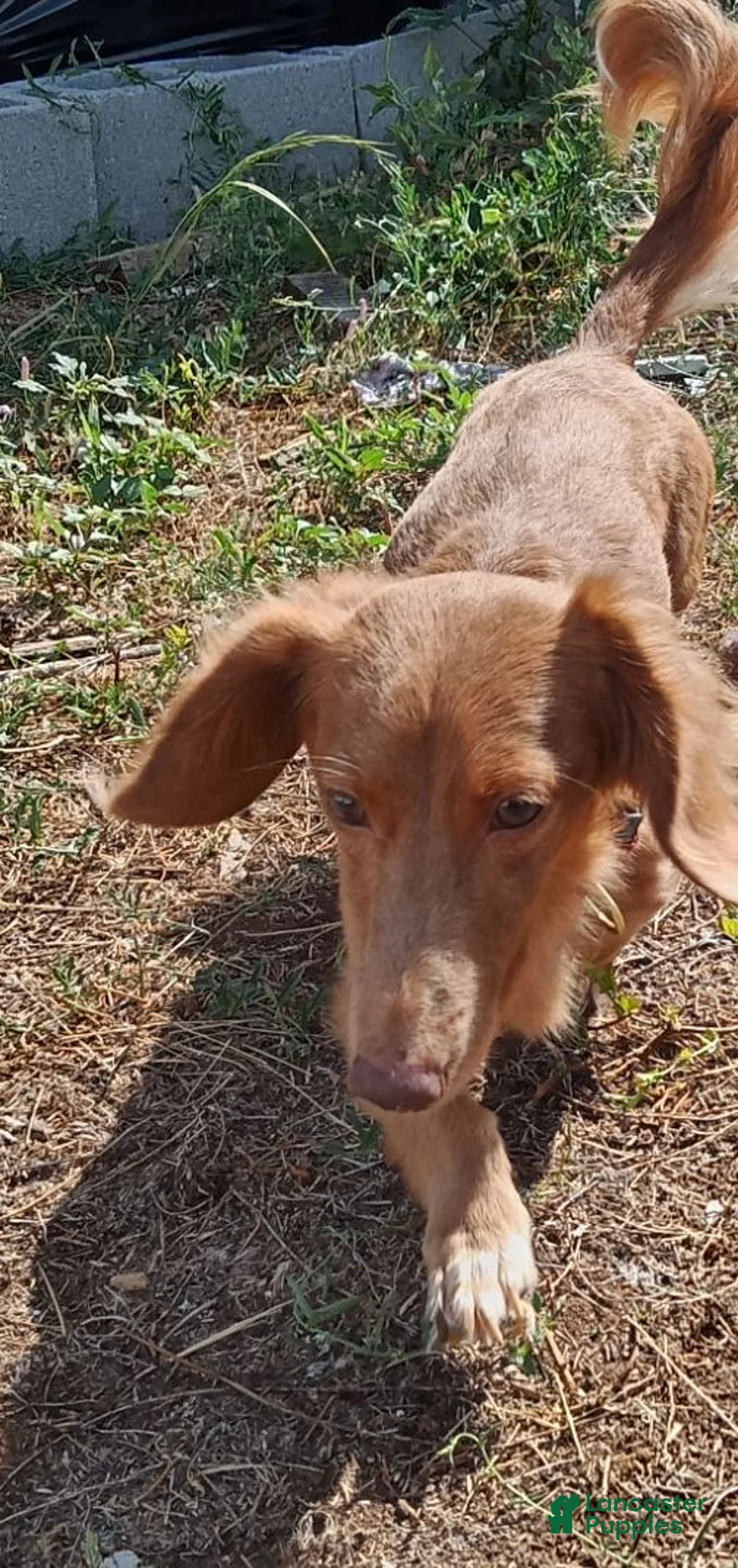 Miniature Dachshund dogs for sale: Creed - Ad 7
