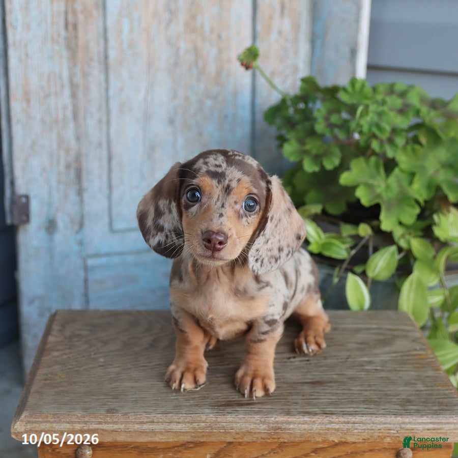 Miniature Dachshund dogs for sale: Penny - Ad 1
