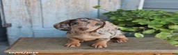 Miniature Dachshund dogs for sale: Penny - Ad 1