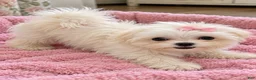 Maltese dogs for sale: Girl - Ad 1