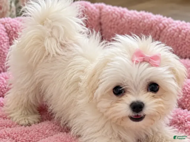 Maltese dogs Girl - Ad 15