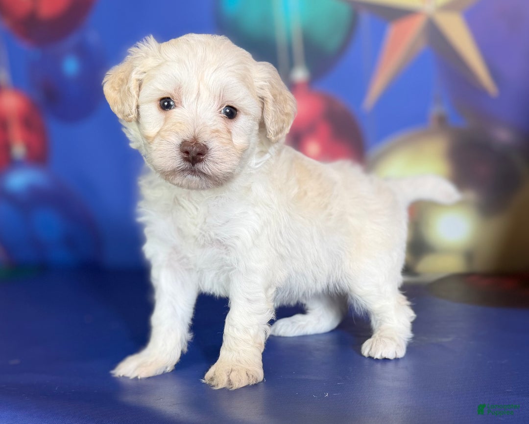 Mixed Breed dogs for sale: Biscuit - Ad 2