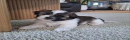 Shih Tzu dogs for sale: Sadie - Ad 6