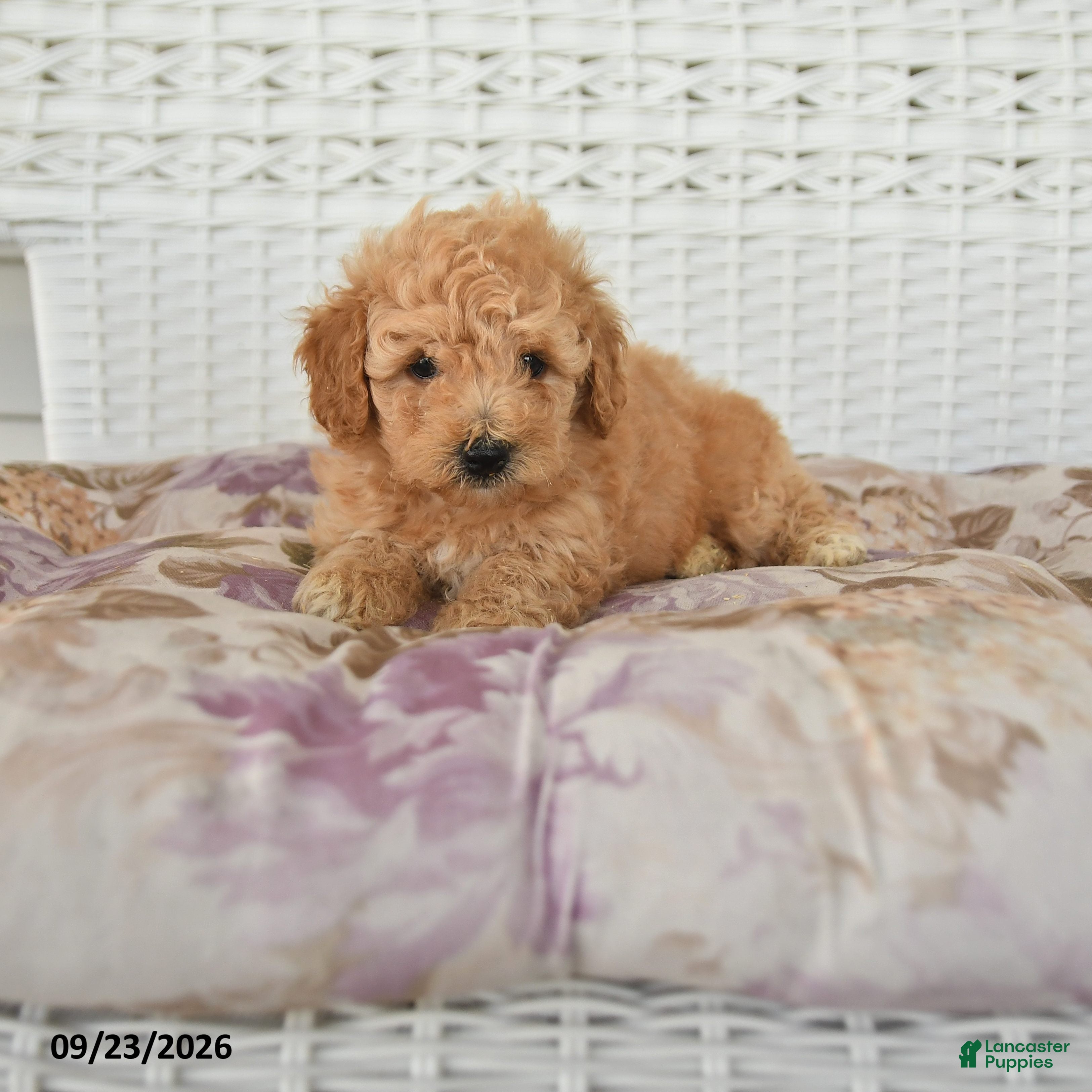 Miniature Poodle dogs Carter - Ad 1