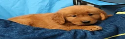 Golden Retriever dogs for sale: Marshall - Ad 8