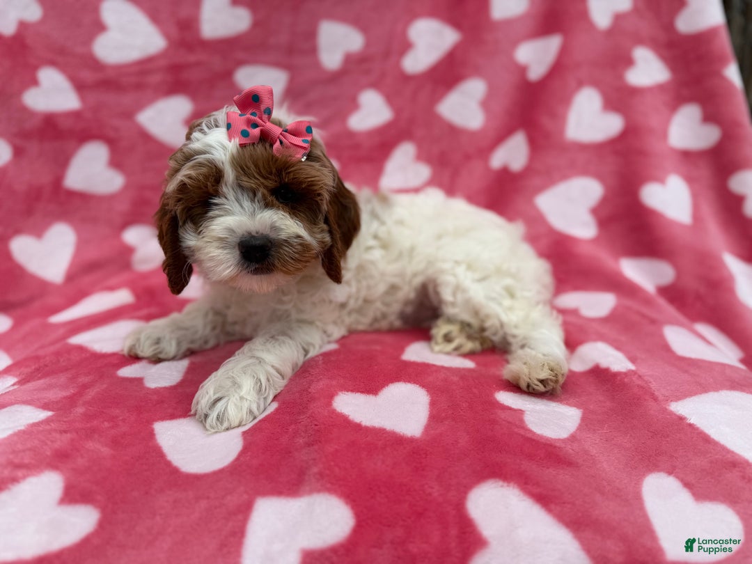 Cockapoo dogs for sale: Gumdrop  - Ad 3