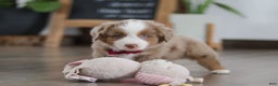 Miniature Australian Shepherd dogs for sale: Andre - Ad 4