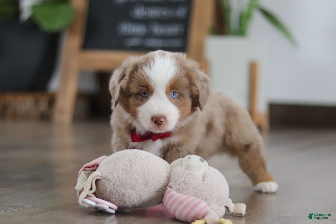 Miniature Australian Shepherd dogs for sale: Andre - Ad 4