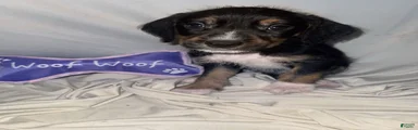 Boy 1