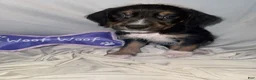 Mixed Breed dogs for sale: Boy 1 - Ad 1