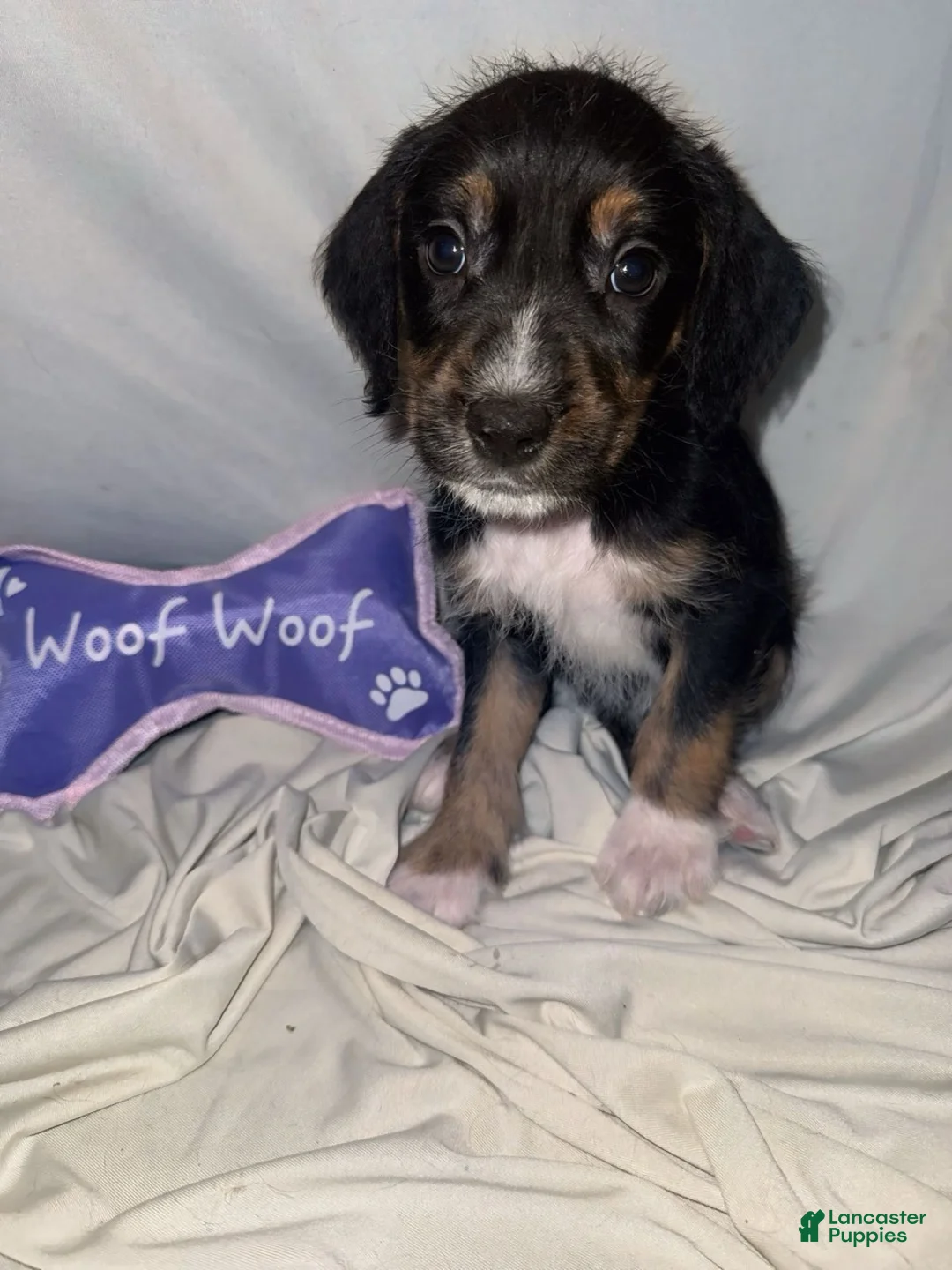 Mixed Breed dogs for sale: Boy 1 - Ad 1