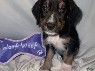 Mixed Breed dogs Boy 1 - Ad 31